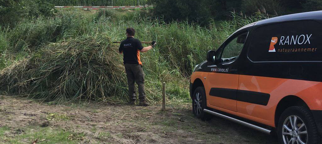 Broeihopen-Ringslang-1 Broeihopen-Ringslang-1