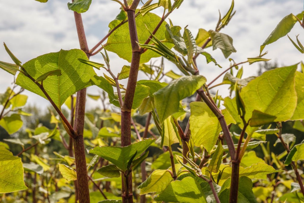 Duizendknoopbestrijding 01