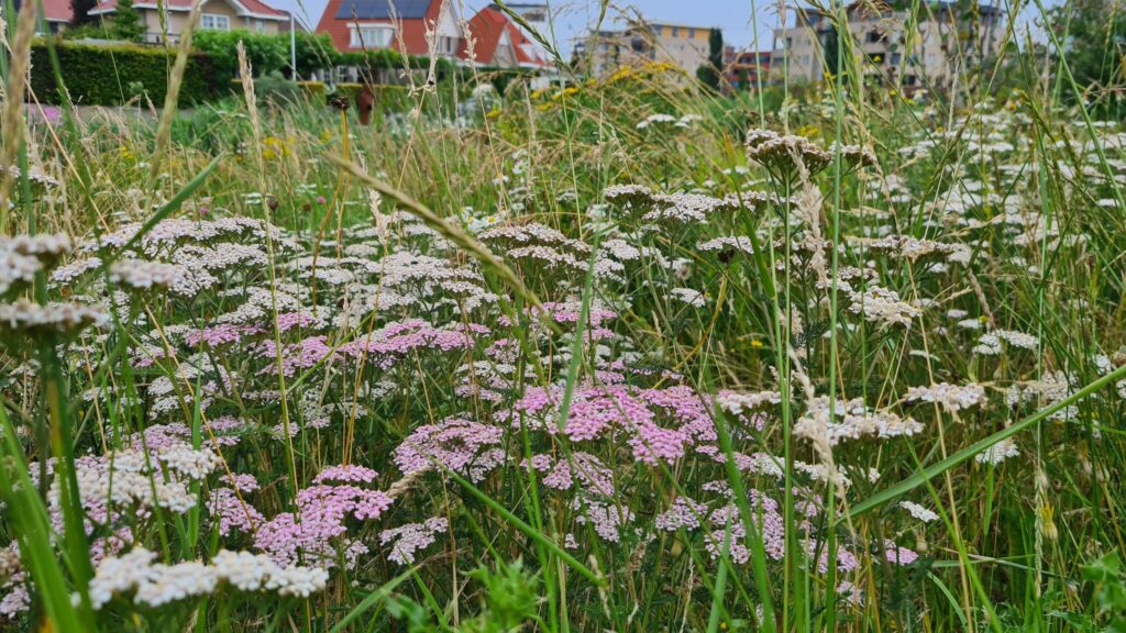 Heemvegetatie Dijkskruin Cuijk_05 Heemvegetatie Dijkskruin Cuijk_05