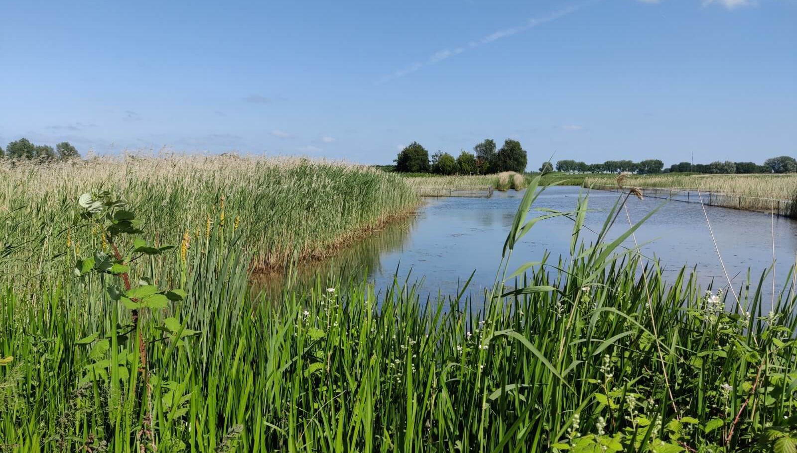 Natuurvriendelijke-oever-1 Natuurvriendelijke-oever-1