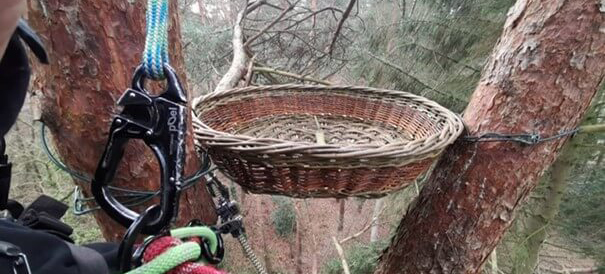 Roofvogels-1 Roofvogels-1