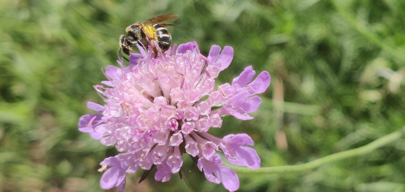 bijenheuvels bijenheuvels