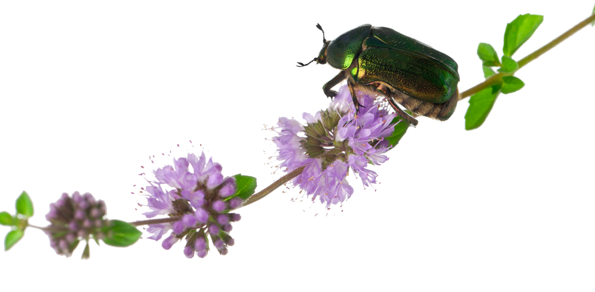 kever-2-ranox kever-2-ranox