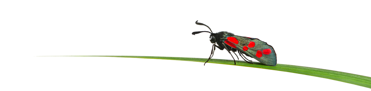 six-spot-burnet-zygaena-filipendulae-on-a-blade-2023-11-27-05-04-34-utc six-spot-burnet-zygaena-filipendulae-on-a-blade-2023-11-27-05-04-34-utc