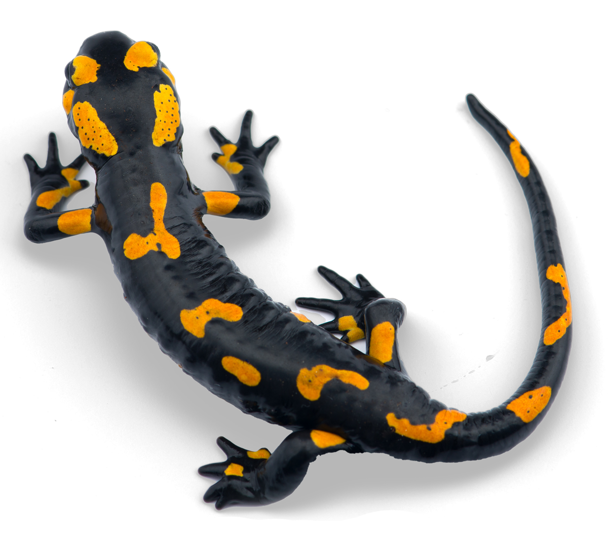 vuursalamander-ranox vuursalamander-ranox