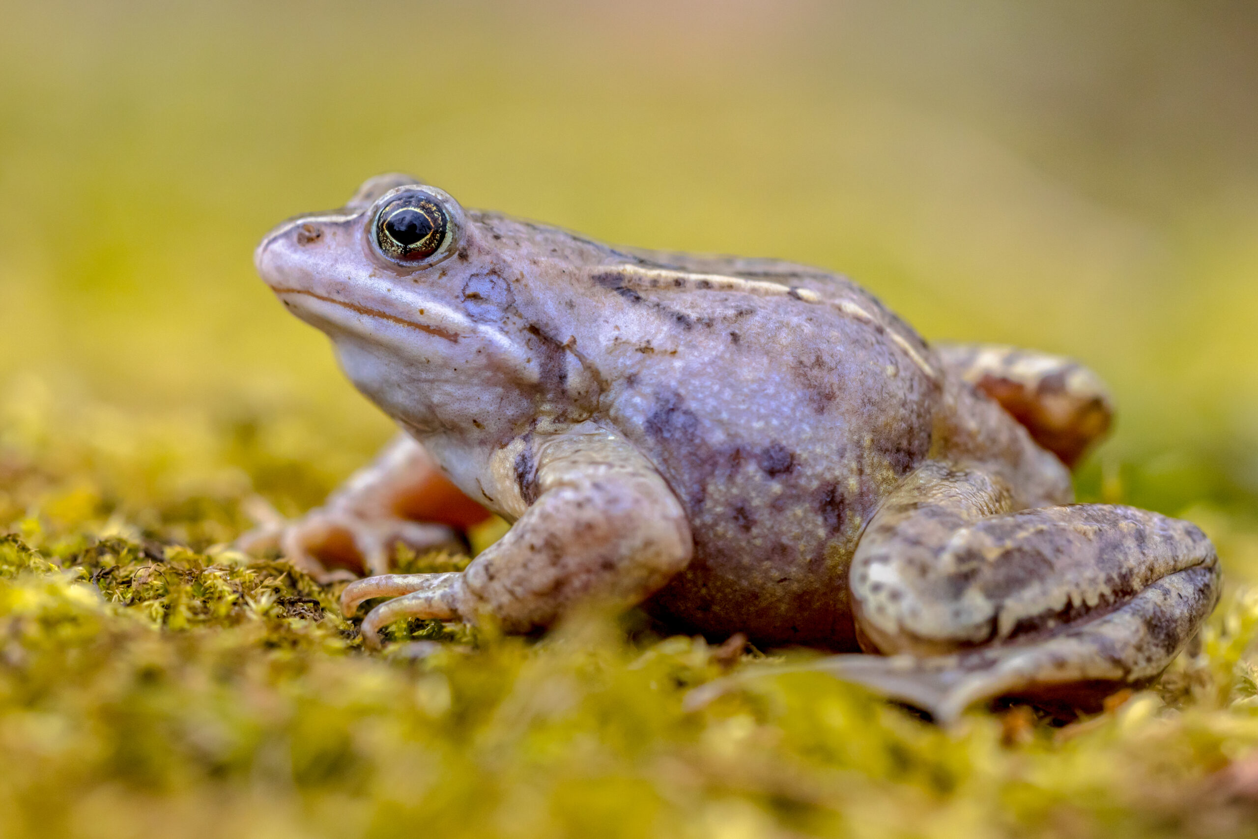 Blue Moor frog (Rana arvalis) side view on bright background. Males can develop bright blue coloration for a few days during the breeding season in march or april.
