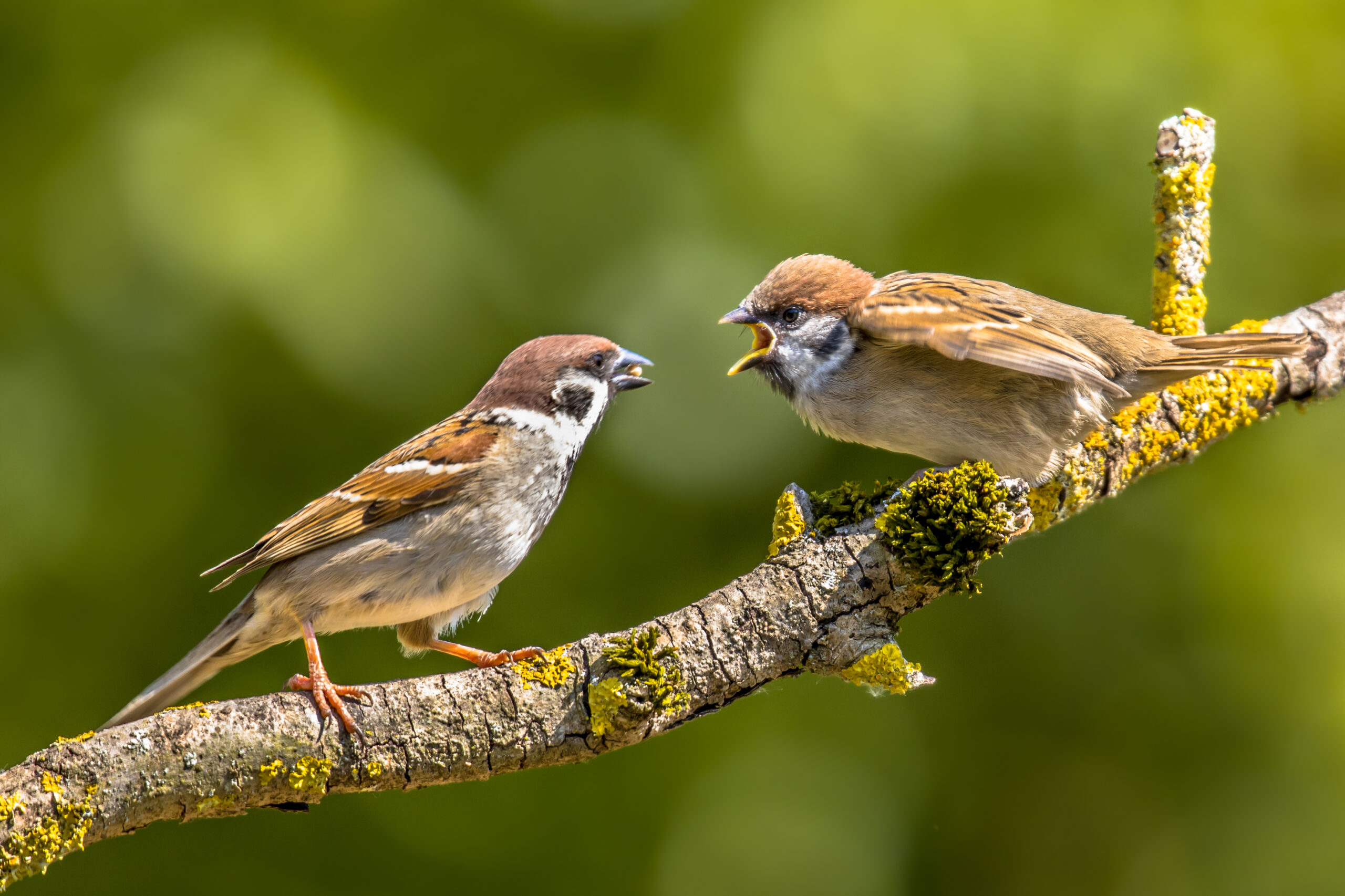 Eurasian tree sparrow (Passer montanus) parent feeding young bird on branch with green background
