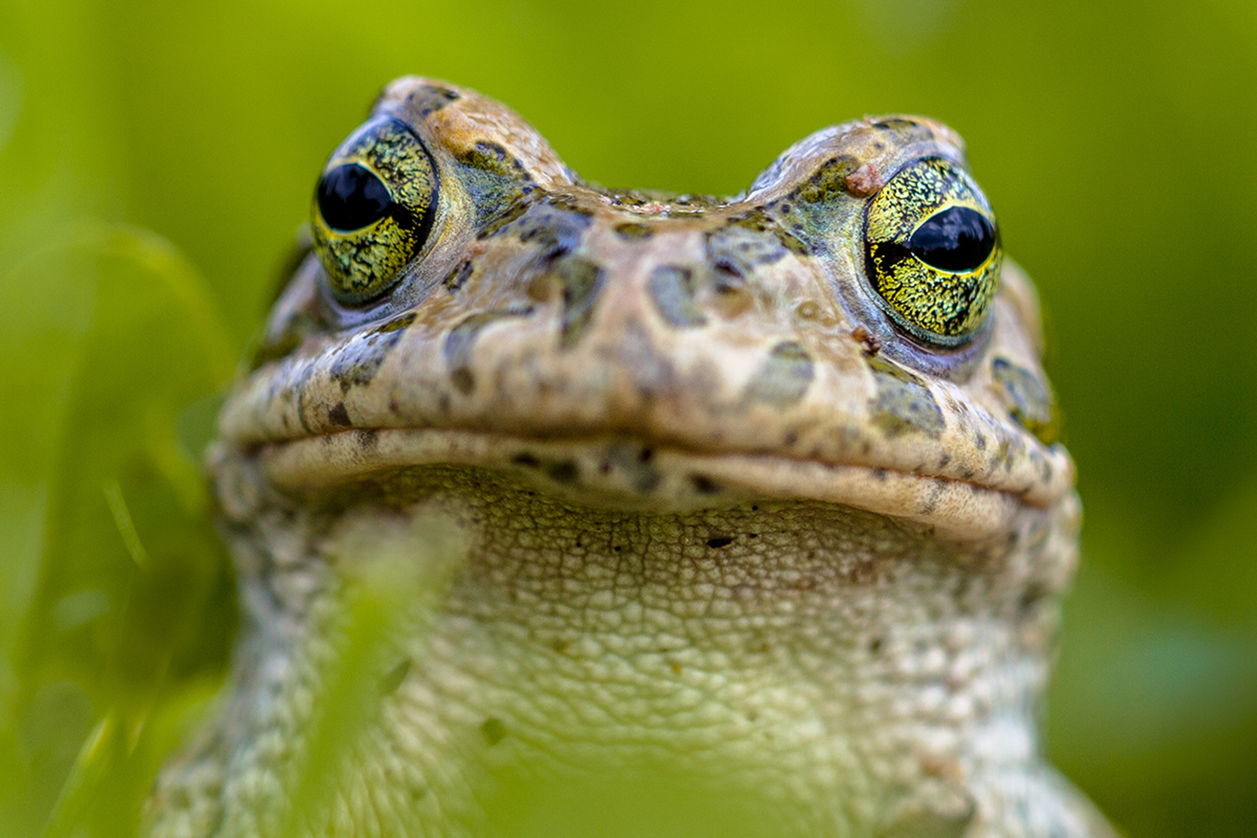 toad