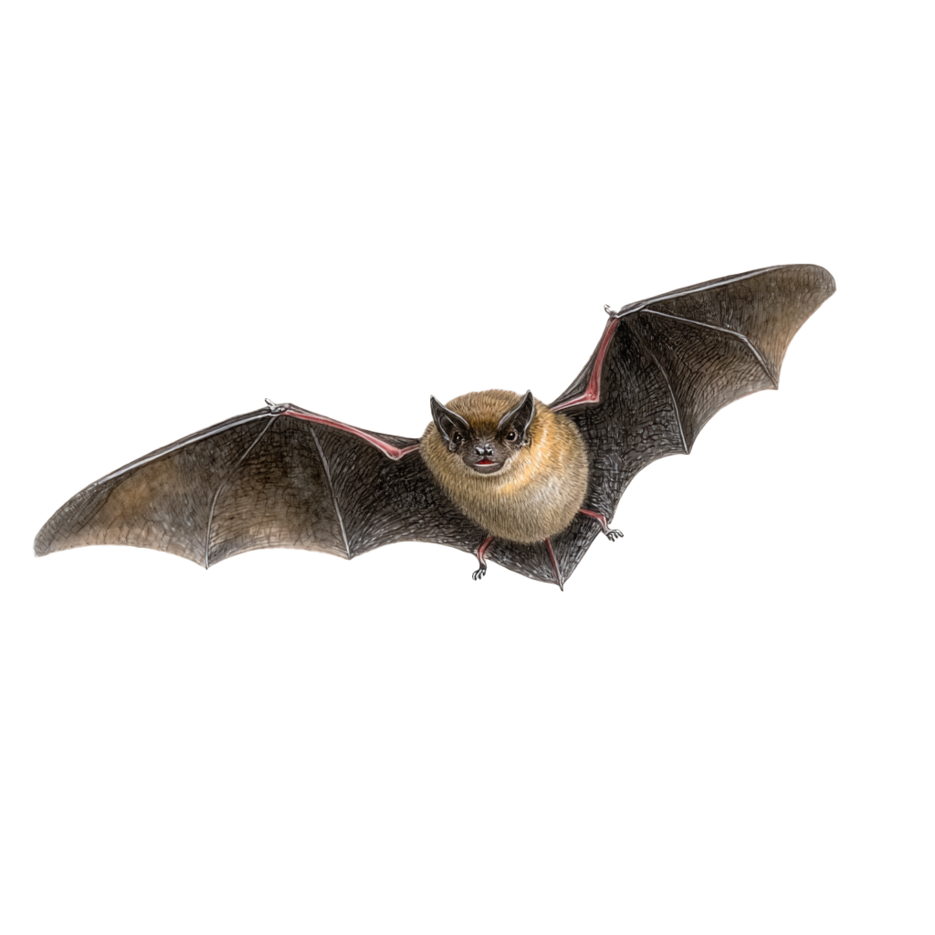 Huismus transparant Huismus transparant