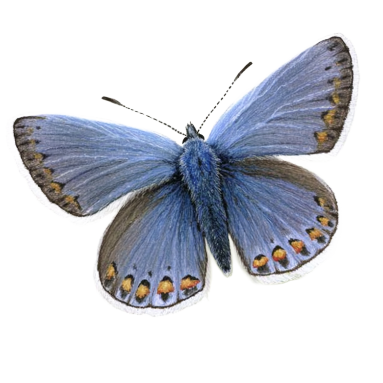 Icarusblauwtje Icarusblauwtje