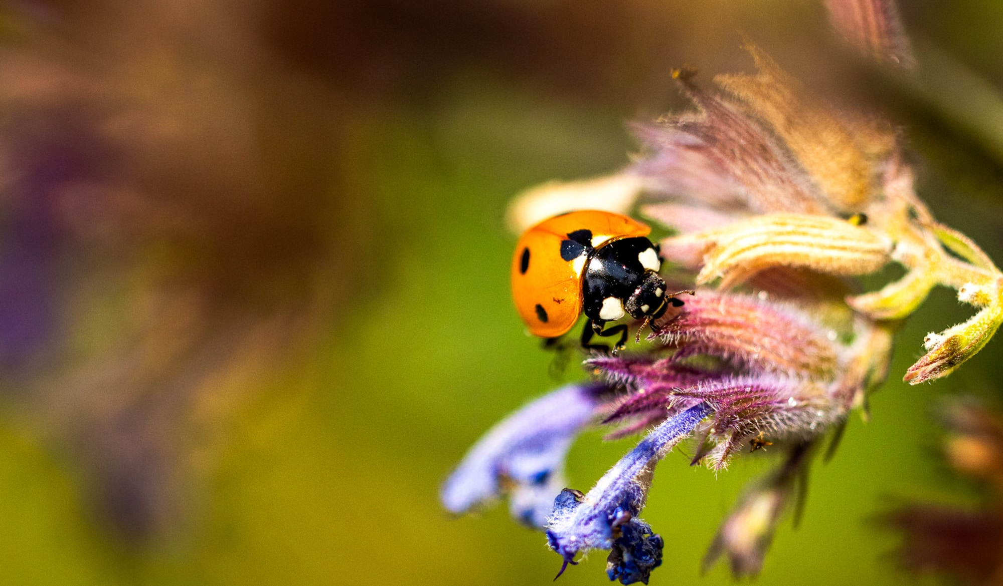 Biodiversiteit RANOX