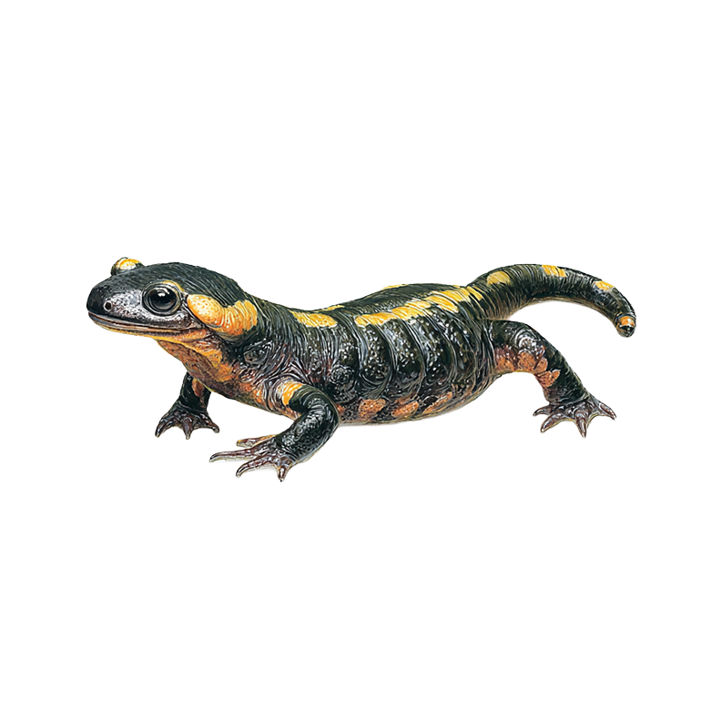 Vuursalamander Vuursalamander