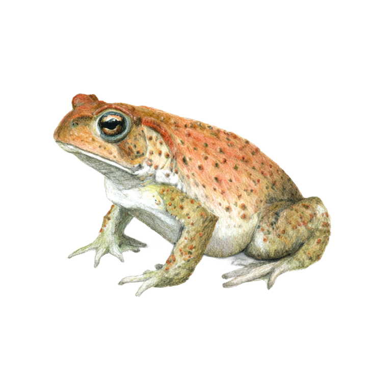 toad toad